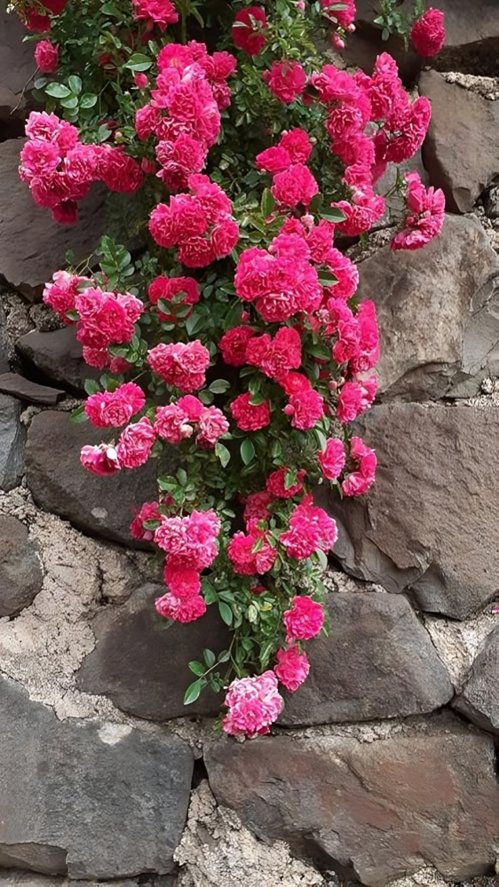 Elegant Climbing Rose Flower Seeds