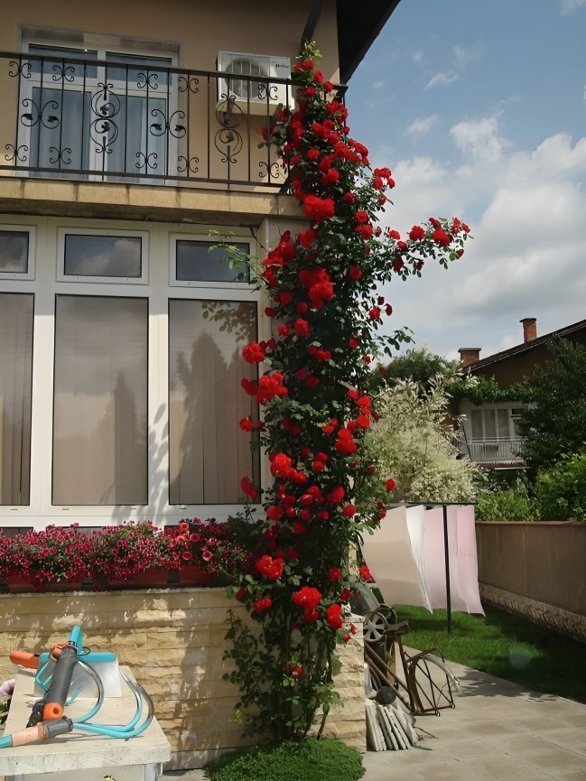 Elegant Climbing Rose Flower Seeds