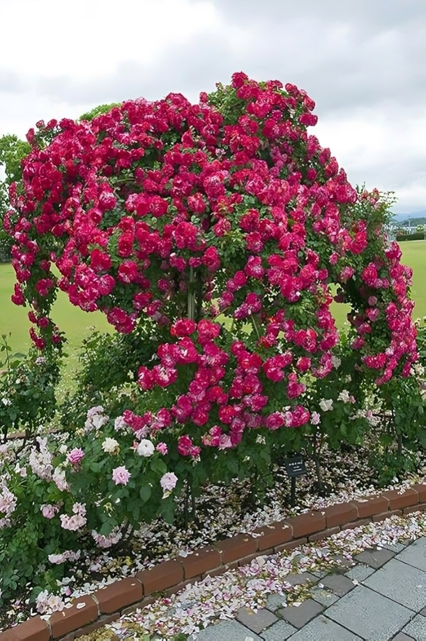 Elegant Climbing Rose Flower Seeds