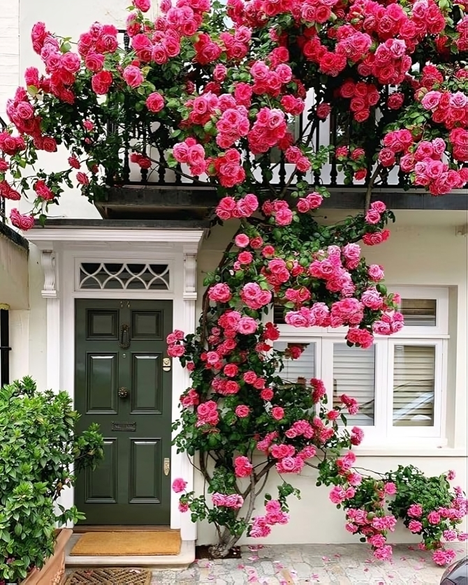 Elegant Climbing Rose Flower Seeds