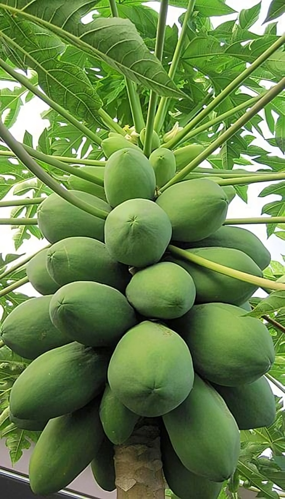 Golden Creamy Papaya Seeds