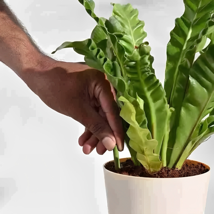 Plant Grow Fertilizer Sticks For Plants - 25 Stick Pack of 2
