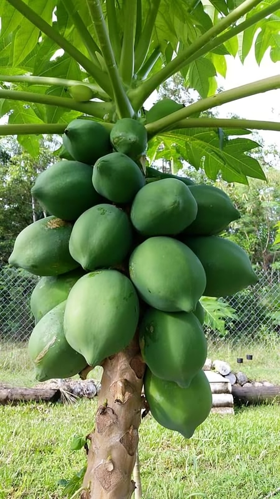 Golden Creamy Papaya Seeds