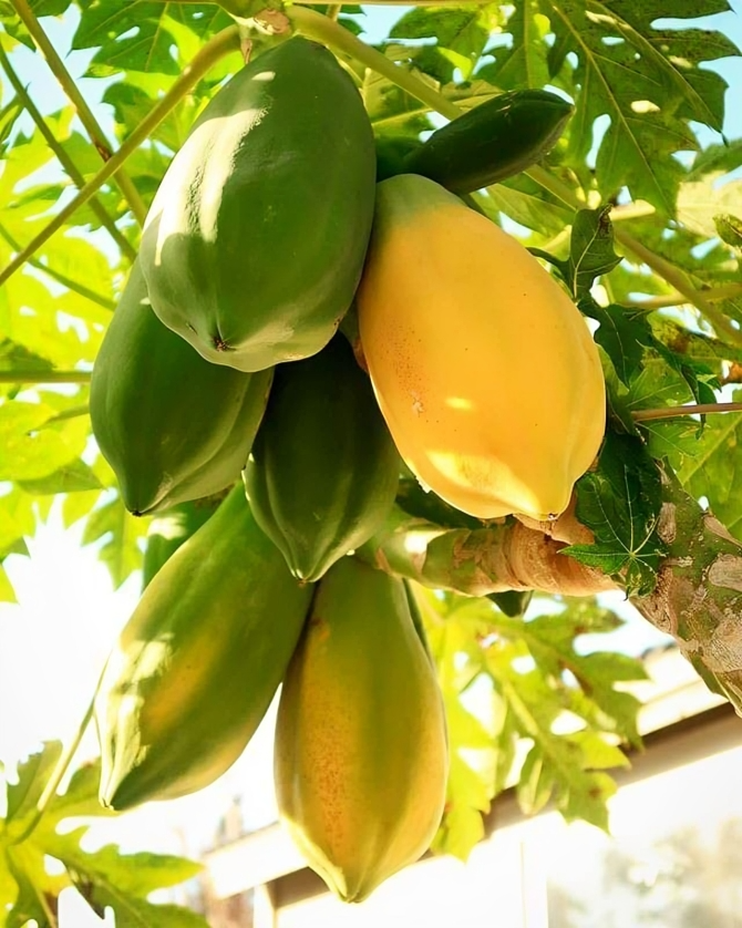 Golden Creamy Papaya Seeds