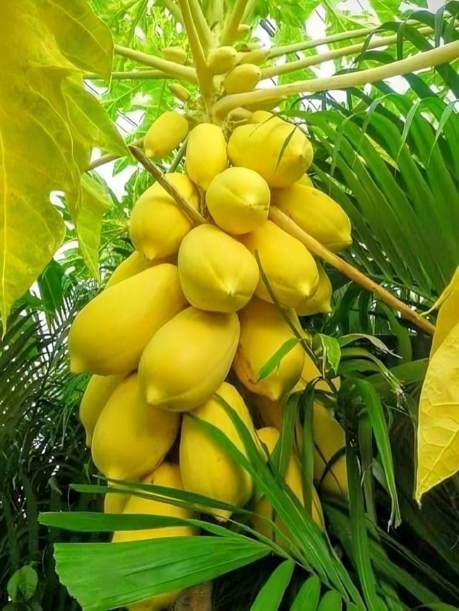 Golden Creamy Papaya Seeds