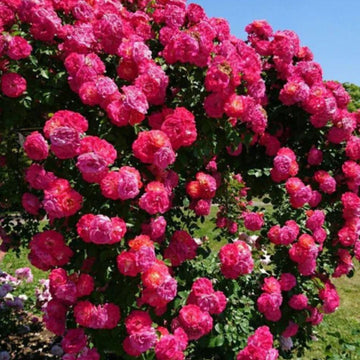 Elegant Climbing Rose Flower Seeds (🤩 Buy seeds and get Plant growth Supplement free 🤩) 🆓🎉
